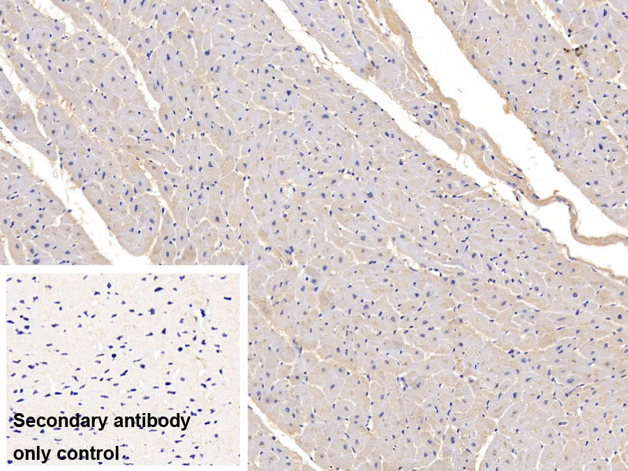 Monoclonal Antibody to Follistatin Like Protein 1 (FSTL1)