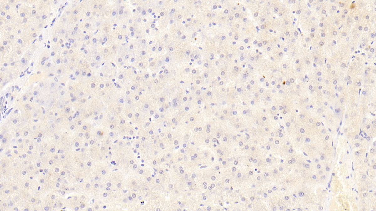 Monoclonal Antibody to Semaphorin 3A (SEMA3A)