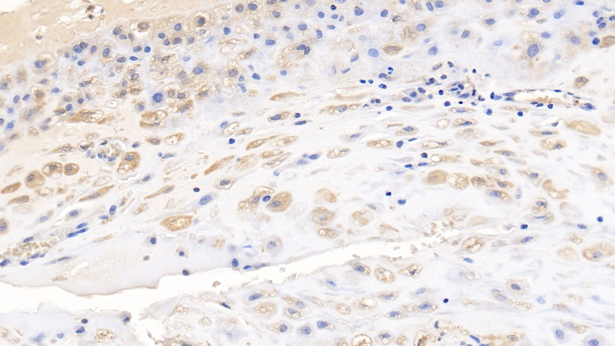 Monoclonal Antibody to Wingless Type MMTV Integration Site Family, Member 3A (WNT3A)