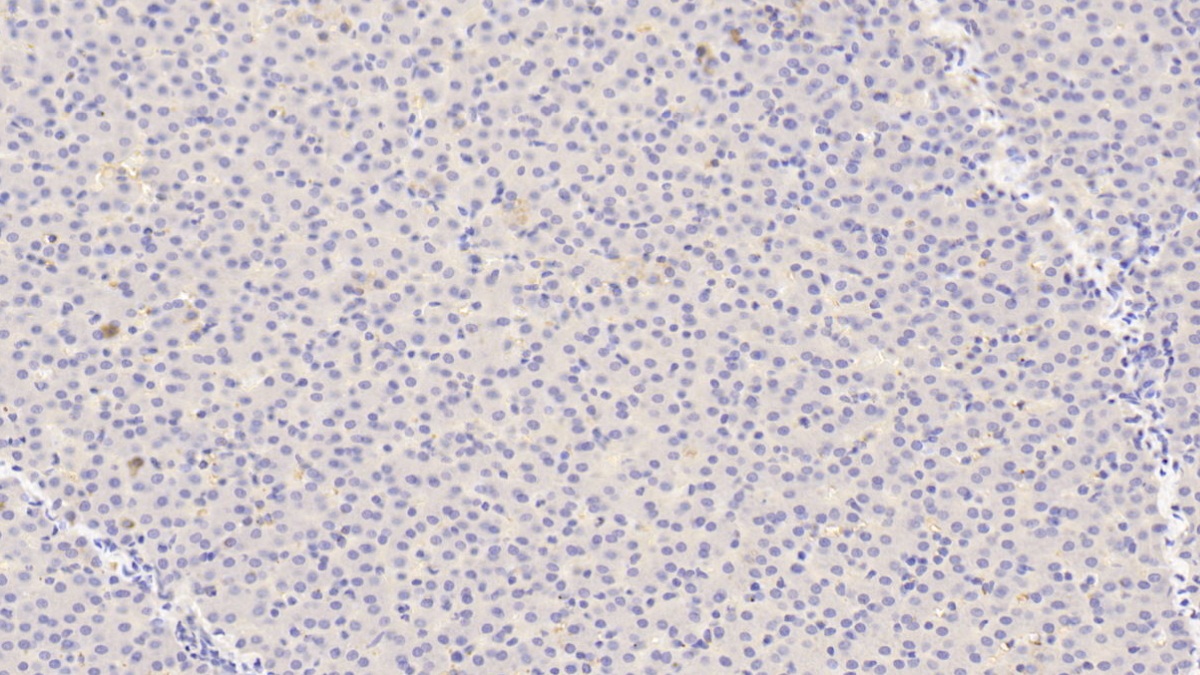 Polyclonal Antibody to Angiopoietin 1 (ANGPT1)