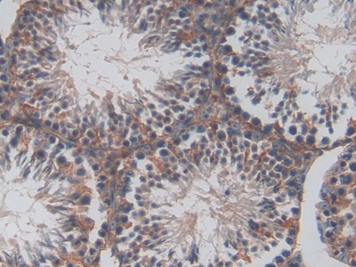 Polyclonal Antibody to Endothelial protein C receptor (EPCR)