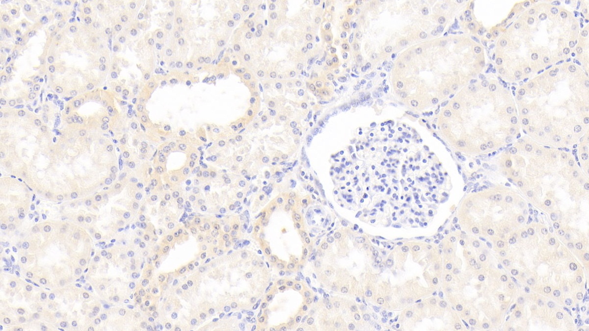 Polyclonal Antibody to Interferon Alpha (IFNa)