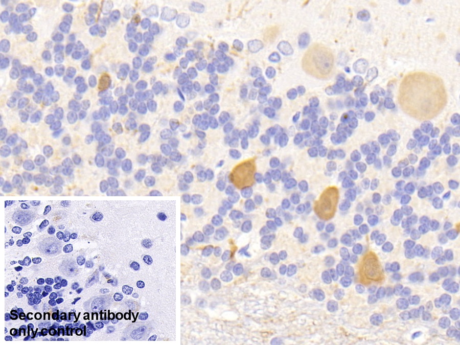 Polyclonal Antibody to Fibroblast Growth Factor 6 (FGF6)