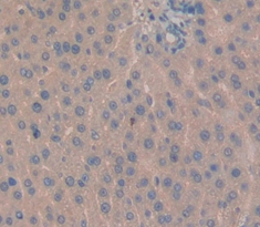 Polyclonal Antibody to Inhibin Beta E (INHbE)