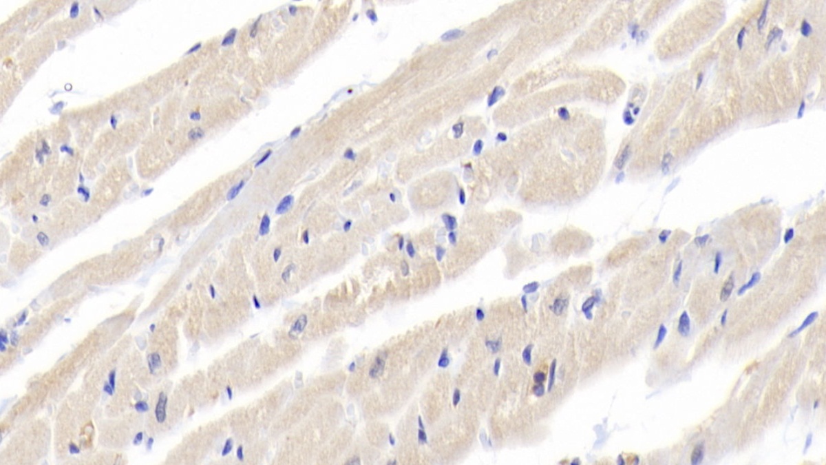 Polyclonal Antibody to Interleukin 18 (IL18)