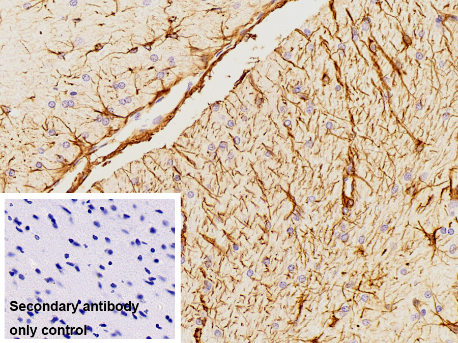 Polyclonal Antibody to Glial Fibrillary Acidic Protein (GFAP)