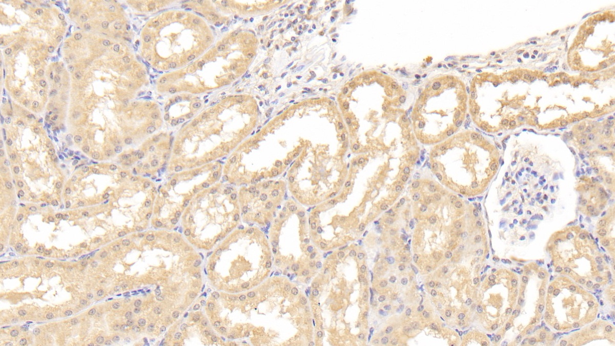 Polyclonal Antibody to Interleukin 9 (IL9)