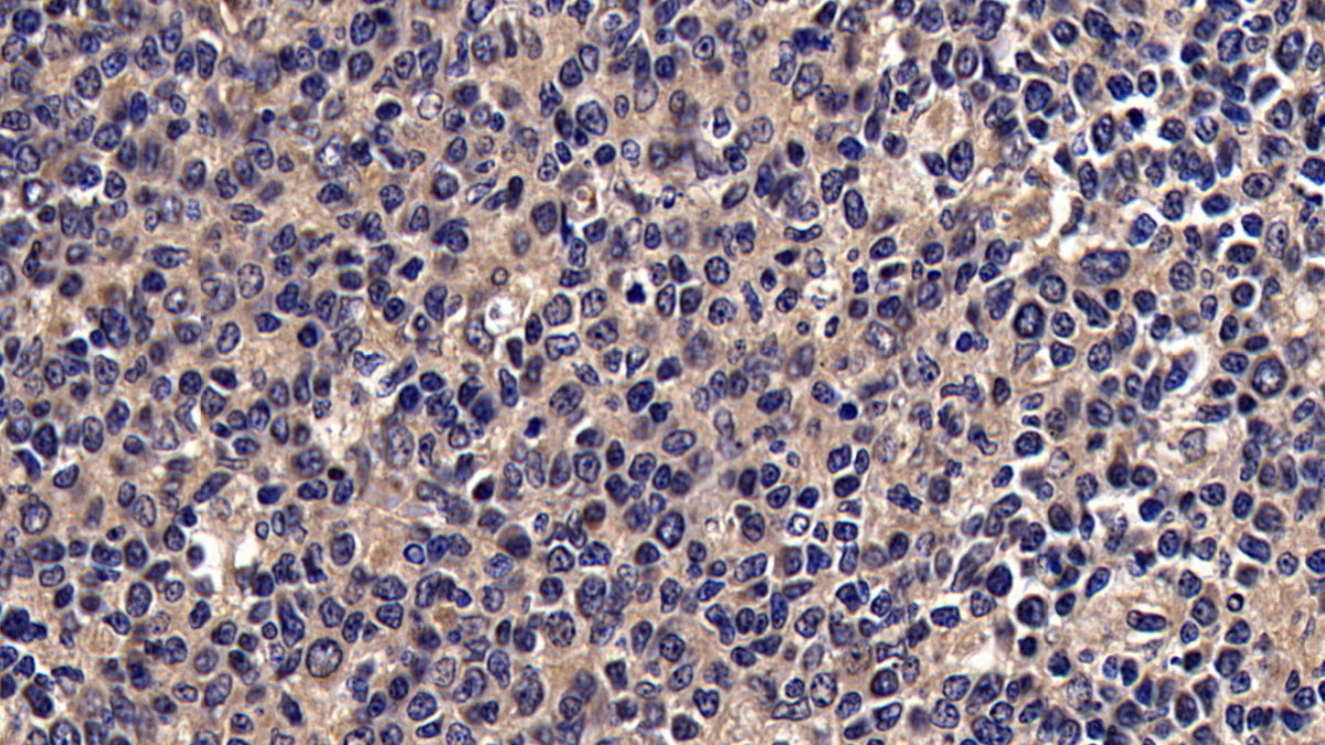 Polyclonal Antibody to Macrophage Inflammatory Protein 3 Beta (MIP3b)