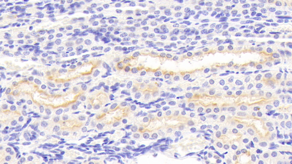 Polyclonal Antibody to Matrix Metalloproteinase 3 (MMP3)