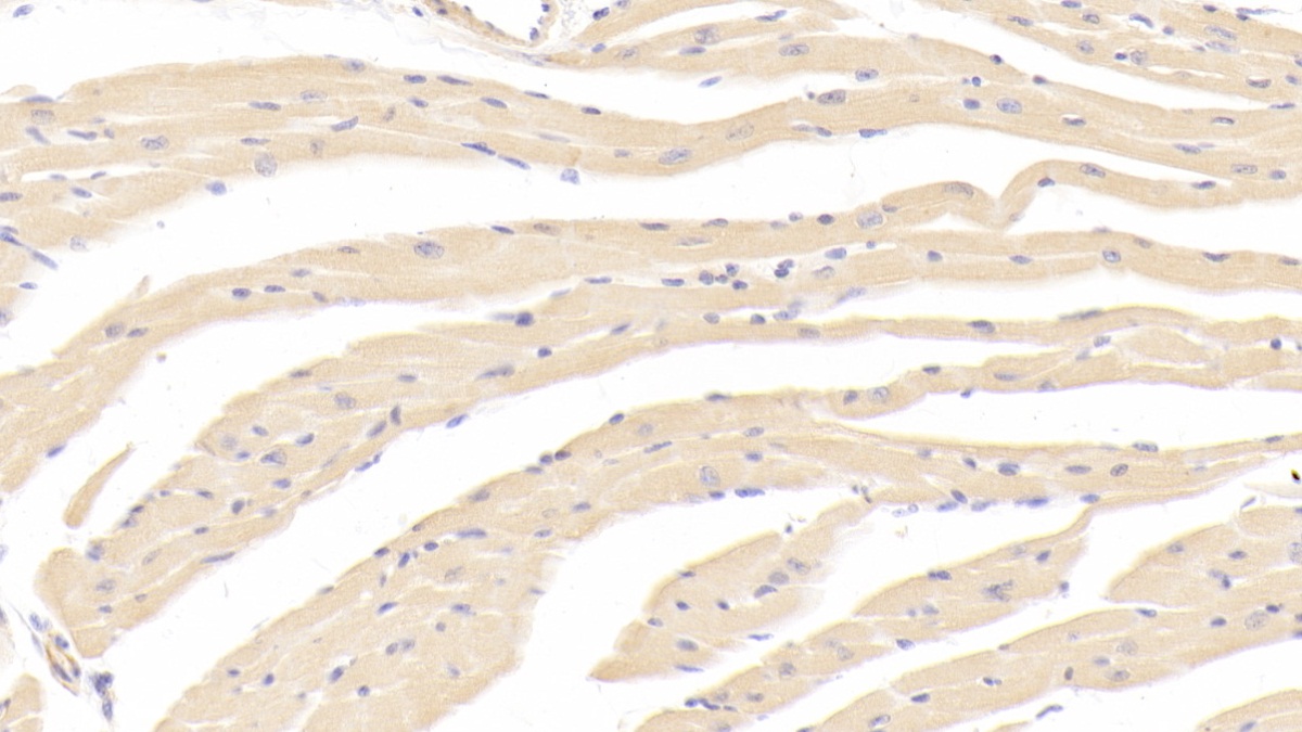 Polyclonal Antibody to Osteoprotegerin (OPG)