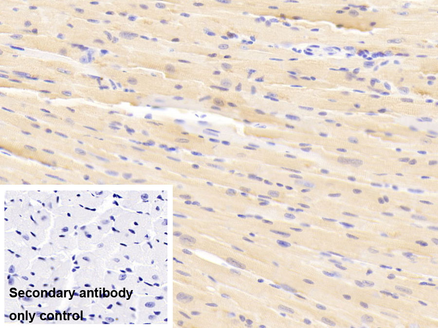 Polyclonal Antibody to Creatine Kinase, Muscle (CKM)