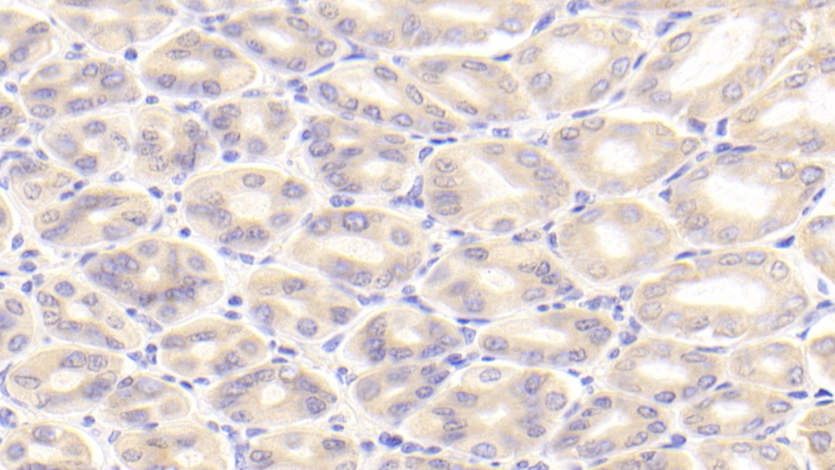 Polyclonal Antibody to Prokineticin 2 (PK2)