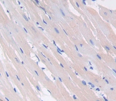 Polyclonal Antibody to Vascular Endothelial Growth Factor C (VEGFC)