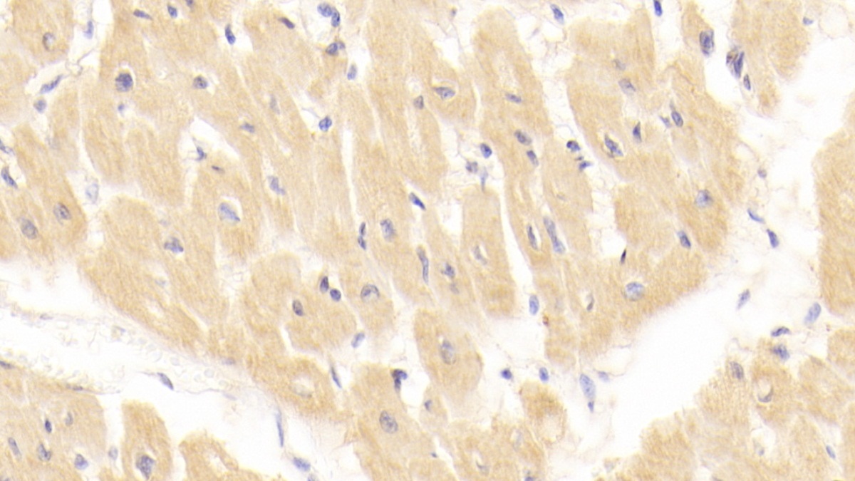 Polyclonal Antibody to Vascular Endothelial Growth Factor D (VEGFD)