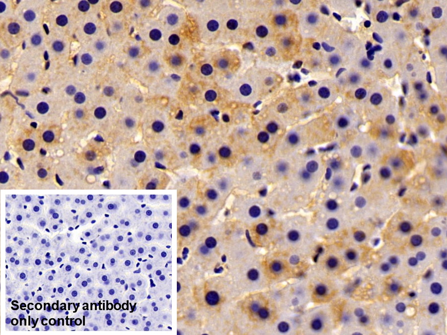 Polyclonal Antibody to Alpha 2-Antiplasmin (a2PI)