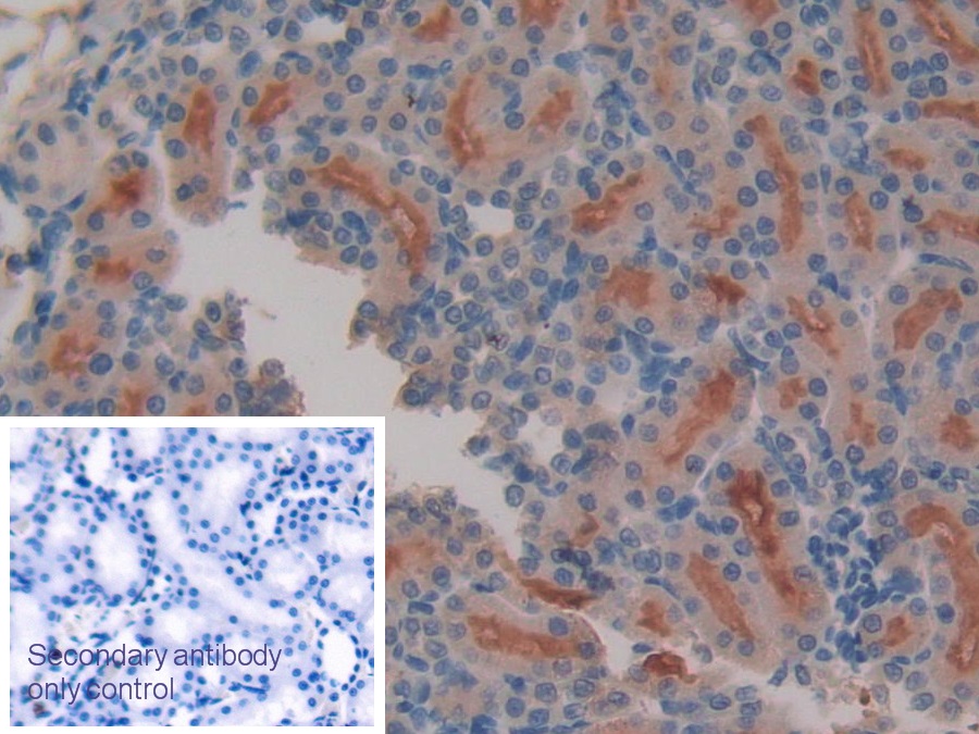 Polyclonal Antibody to Meprin A Beta (MEP1b)