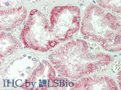 Polyclonal Antibody to Interferon Beta (IFNb)