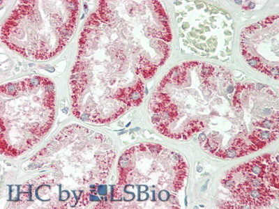 Polyclonal Antibody to Interferon Beta (IFNb)