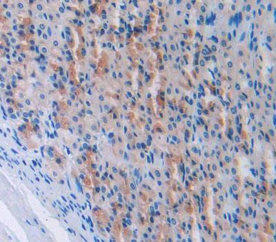 Polyclonal Antibody to Atrial Natriuretic Peptide (ANP)