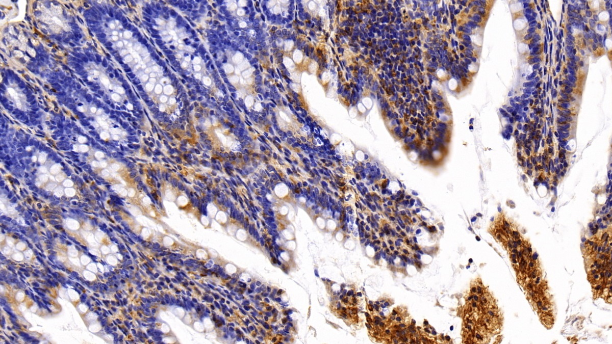 Polyclonal Antibody to Nesfatin 1 (NES1)