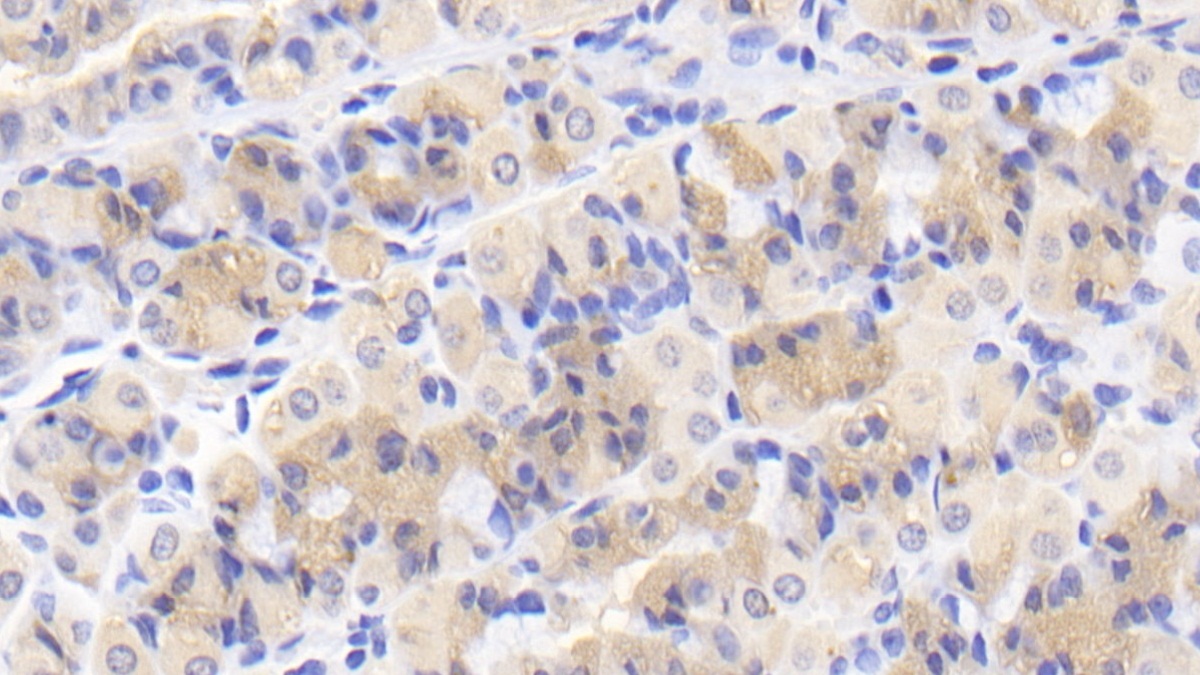 Polyclonal Antibody to Caspase 2 (CASP2)