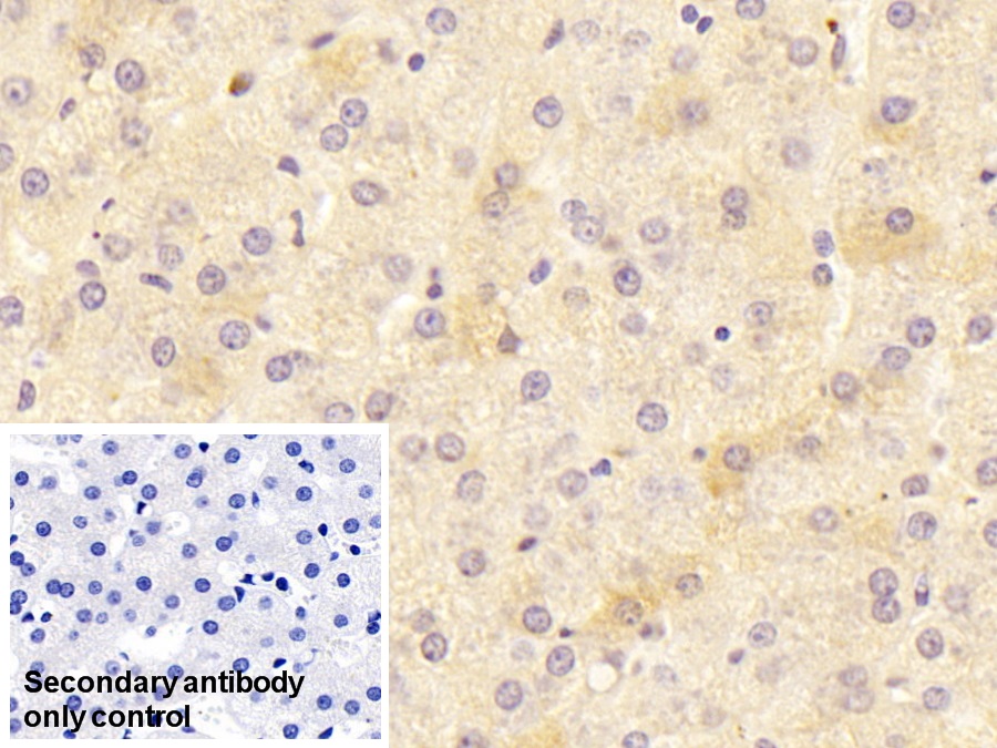 Polyclonal Antibody to Heparin Cofactor II (HCII)