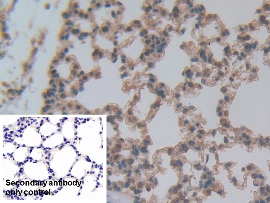 Polyclonal Antibody to Chemokine (C-X-C motif) ligand 7 ( CXCL7)