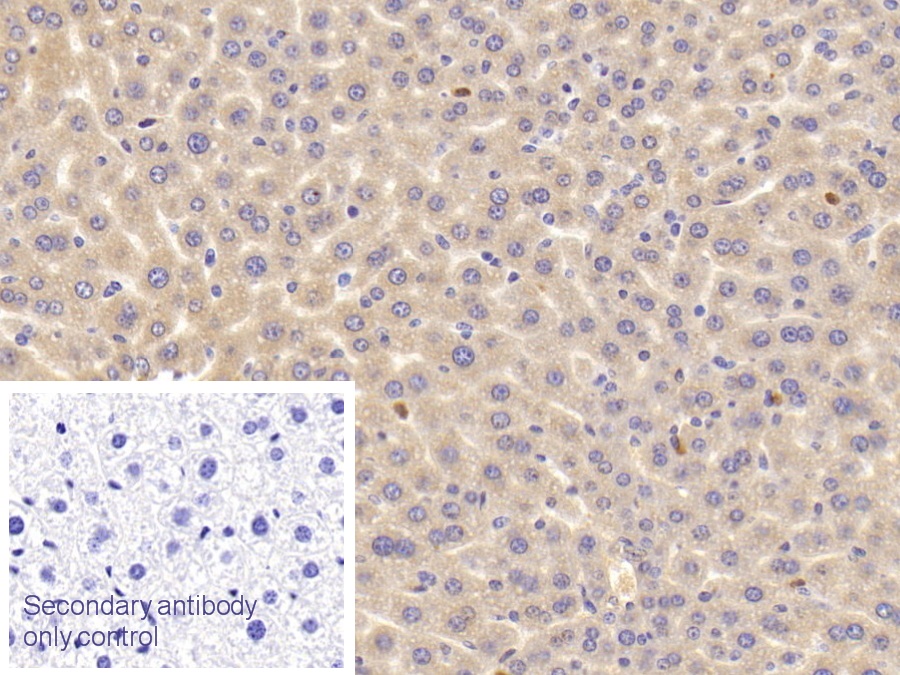 Polyclonal Antibody to Complement Component 4a (C4a)