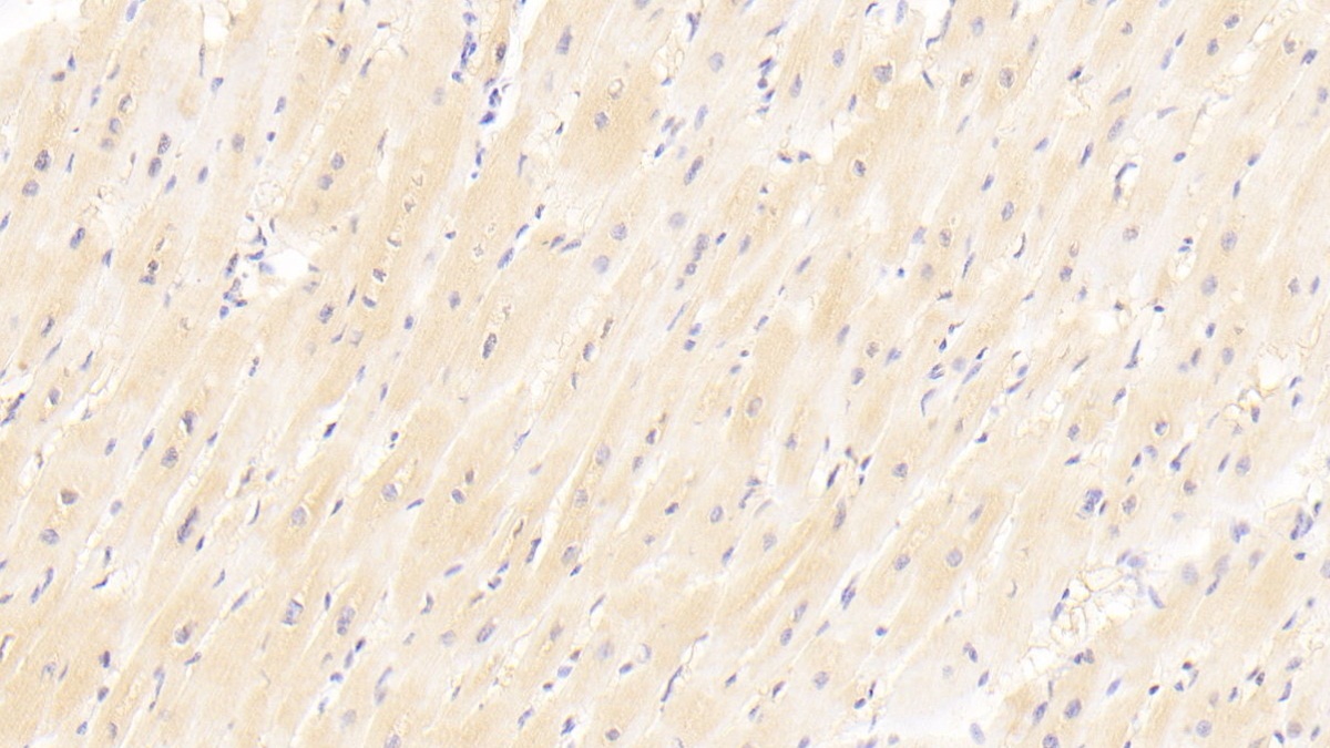 Polyclonal Antibody to Sex Hormone Binding Globulin (SHBG)