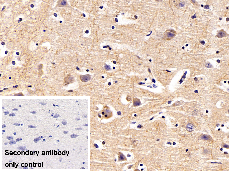 Polyclonal Antibody to Myelin Oligodendrocyte Glycoprotein (MOG)