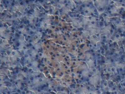 Polyclonal Antibody to Insulin (INS)