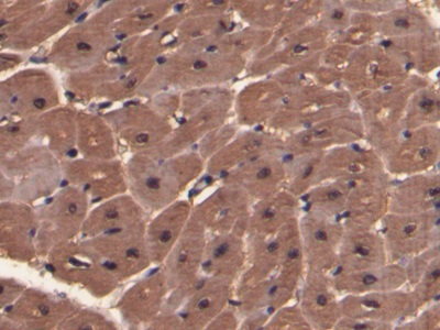 Polyclonal Antibody to Myoglobin (MYO)