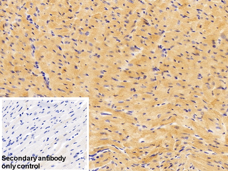 Polyclonal Antibody to N-Terminal Pro-Atrial Natriuretic Peptide (NT-ProANP)