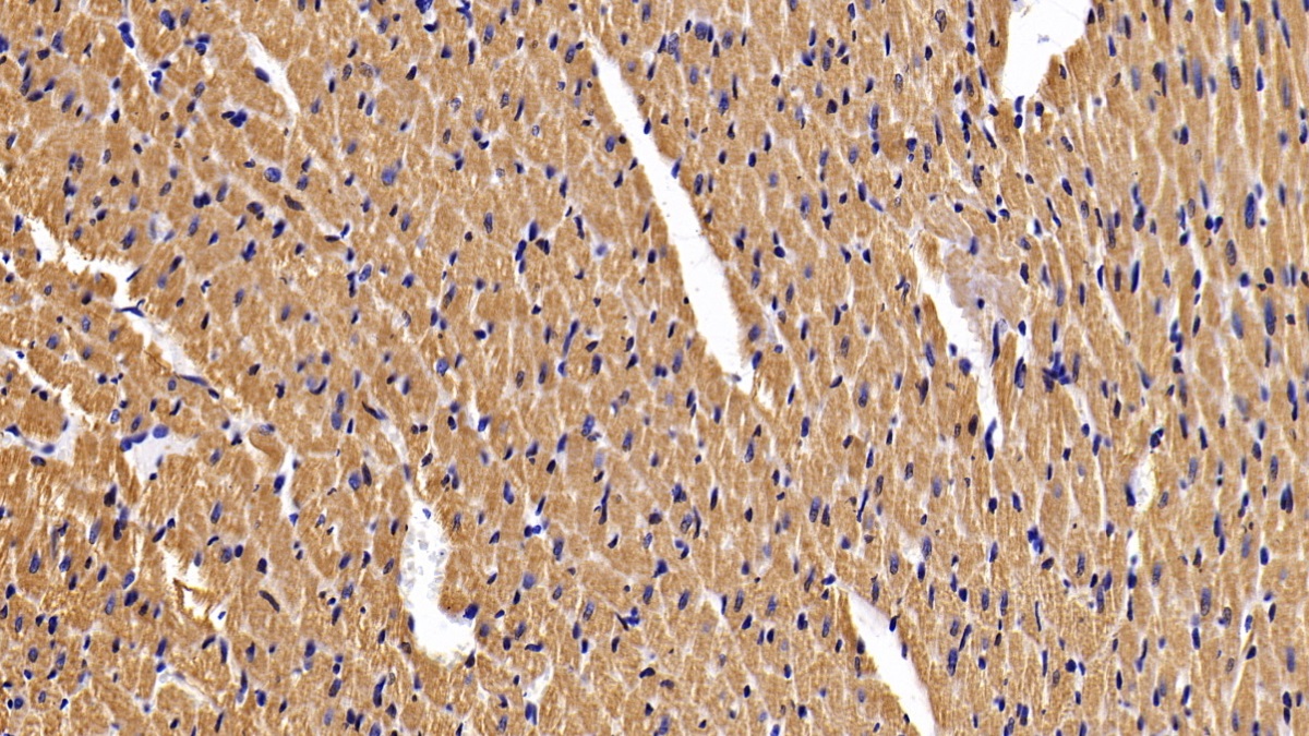 Polyclonal Antibody to N-Terminal Pro-Atrial Natriuretic Peptide (NT-ProANP)