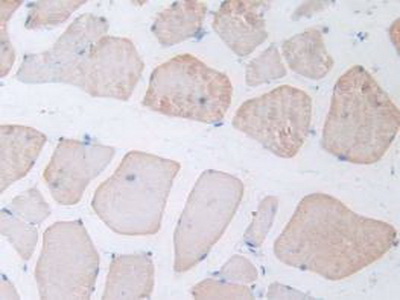 Polyclonal Antibody to N-Terminal Pro-Atrial Natriuretic Peptide (NT-ProANP)