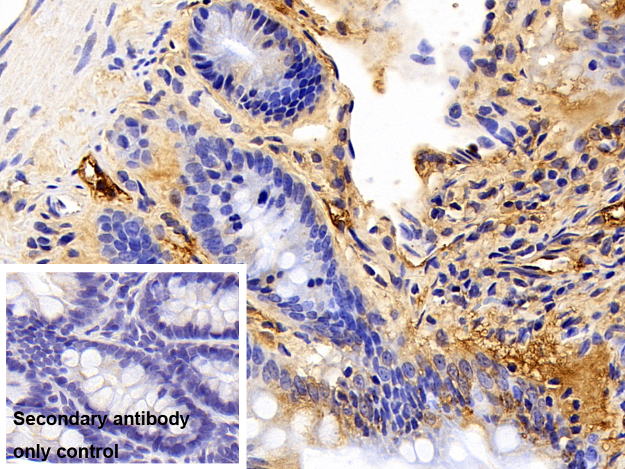 Polyclonal Antibody to Apolipoprotein A1 (APOA1)