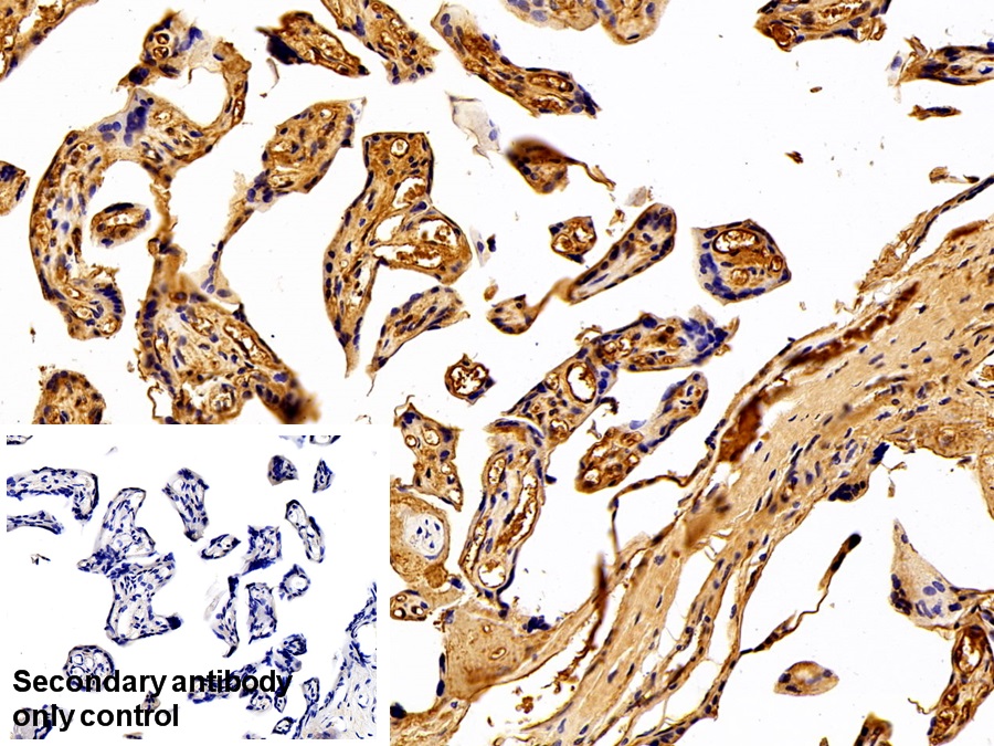 Polyclonal Antibody to Immunoglobulin G (IgG)