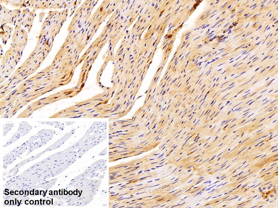 Polyclonal Antibody to Immunoglobulin G (IgG)