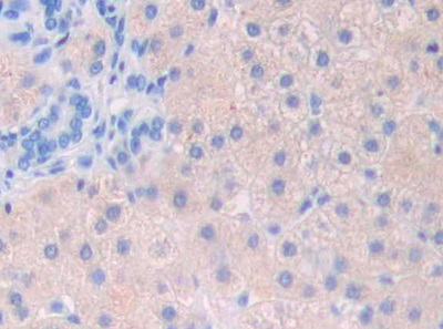 Polyclonal Antibody to Interleukin 1 Delta (FIL1d)