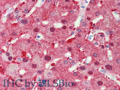 Polyclonal Antibody to Aquaporin 9 (AQP9)