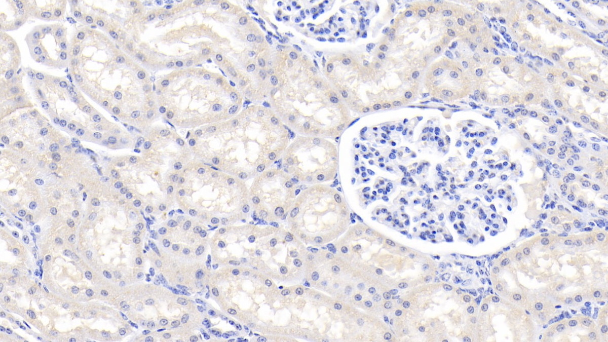 Polyclonal Antibody to Heme Oxygenase 1 (HO1)