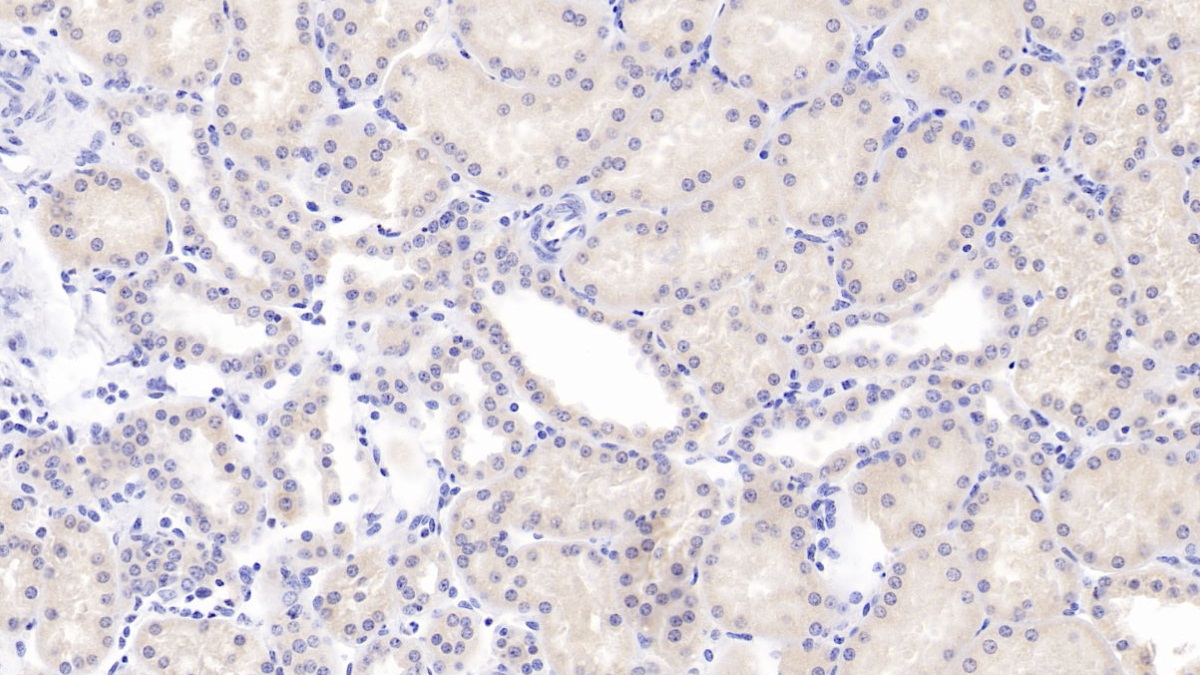 Polyclonal Antibody to Heme Oxygenase 1 (HO1)