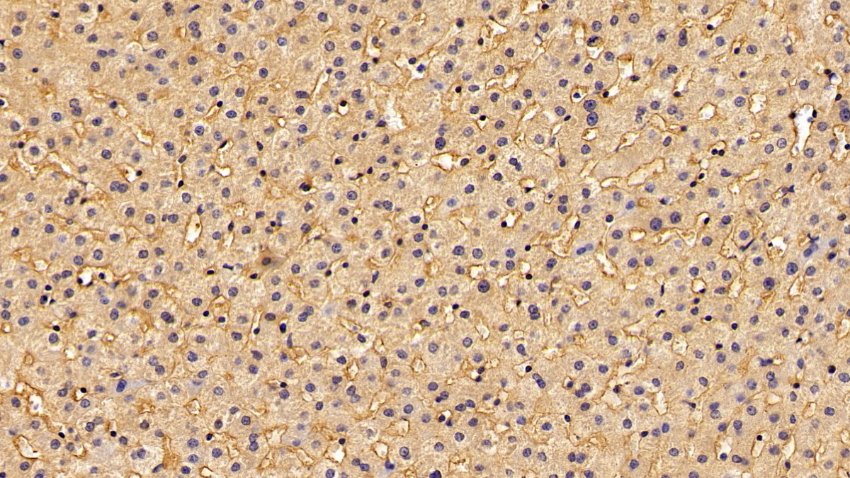 Polyclonal Antibody to Adiponectin (ADPN)