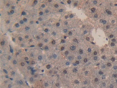 Polyclonal Antibody to Caspase 3 (CASP3)