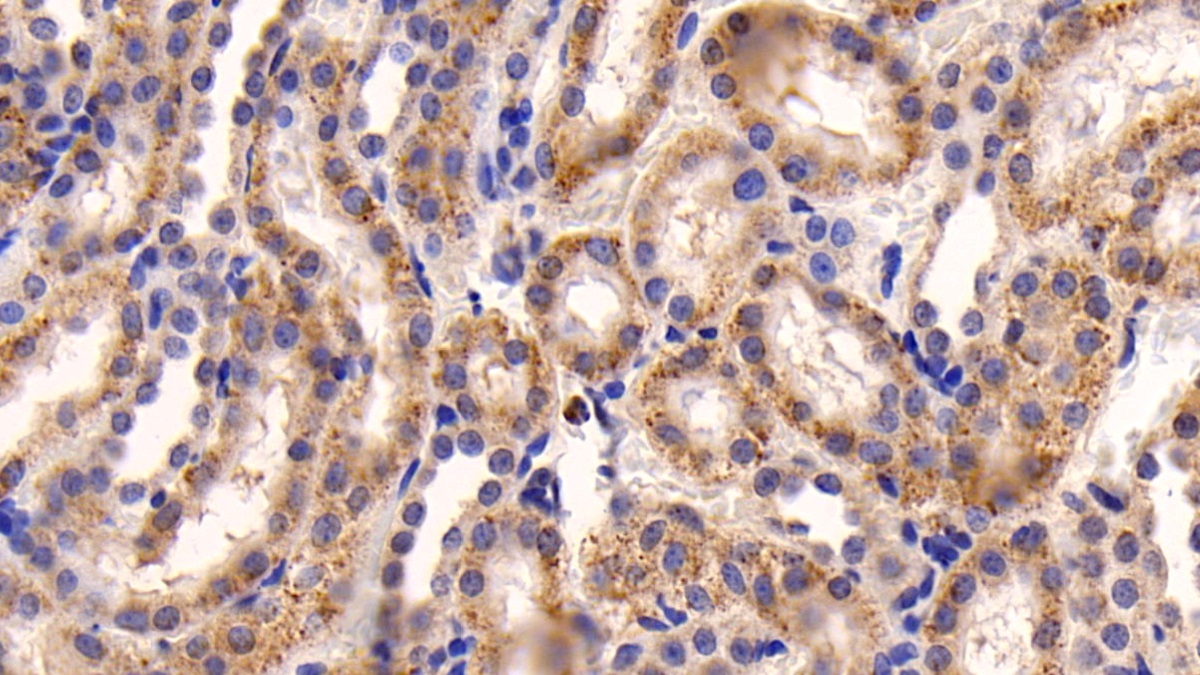 Polyclonal Antibody to Caspase 3 (CASP3)