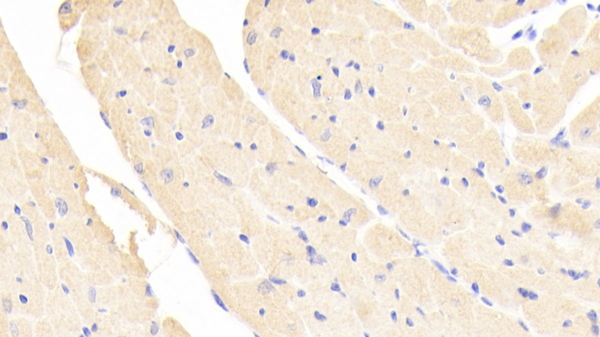 Polyclonal Antibody to Nitric Oxide Synthase Trafficker (NOSTRIN)