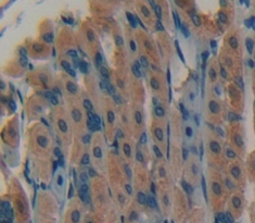 Polyclonal Antibody to Fibroblast Growth Factor 7 (FGF7)