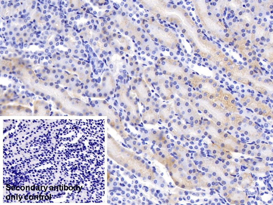 Polyclonal Antibody to Amiloride Binding Protein 1 (ABP1)