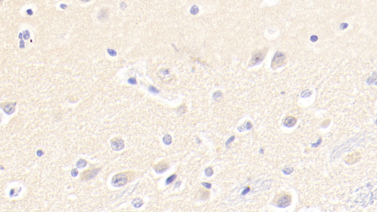 Polyclonal Antibody to Caspase 12 (CASP12)