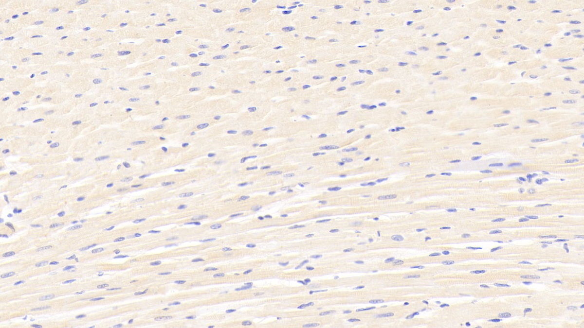 Polyclonal Antibody to Caspase 12 (CASP12)